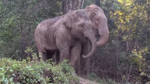 PEQUEÑA ELEFANTE SE REÚNE CON MADRE LUEGO DE 4 AÑOS, ESTA FUE SU CONMOVEDORA REACCIÓN