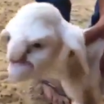 NACE OVEJA CON ROSTRO HUMANO EN GRANJA DE RUSIA