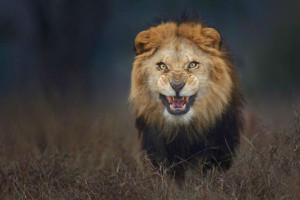 EL MIEDO CARA A CARA O  JUGARTE LA VIDA POR UNA FOTO