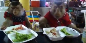 DOS MONOS COMEN EN UN RESTAURANTE CON EXQUISITOS MODALES