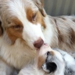12 ADORABLES MASCOTAS QUE TE HARÁN RECORDAR CUANTO QUIERES A TU MAMÁ