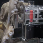 CONOCE AL "PULPÓGRAFO", UN PULPO ENTRENADO PARA TOMAR FOTOGRAFÍAS EN UN ACUARIO PARA SONY