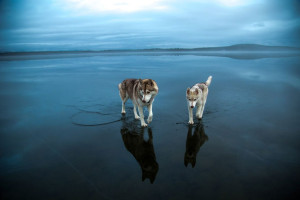 MÁGICAS FOTOS DE HUSKIES SIBERIANOS JUGANDO EN UN LAGO CONGELADO