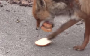 UN ZORRO DE CHERNÓBIL SE PREPARA UN DELICIOSO SANDWICH