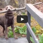 ESTE PERRO RAZONA Y LOGRA RESOLVER SU PROBLEMA