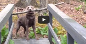 ESTE PERRO RAZONA Y LOGRA RESOLVER SU PROBLEMA