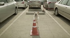 HIZO UNA BUENA ACCIÓN POR UN PERRO Y ESTE LE DEVUELVE EL FAVOR DE LAS FORMAS MÁS ASOMBROSAS