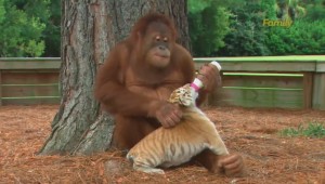 ORANGUTÁN SE VUELVE NIÑERA DE TRES TIGRES CACHORROS