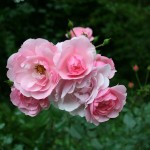 Rosa-de-color-rosado-y-blanco-creciendo-en-el-jardín Rosa-de-color-rosado-y-blanco-creciendo-en-el-jardín