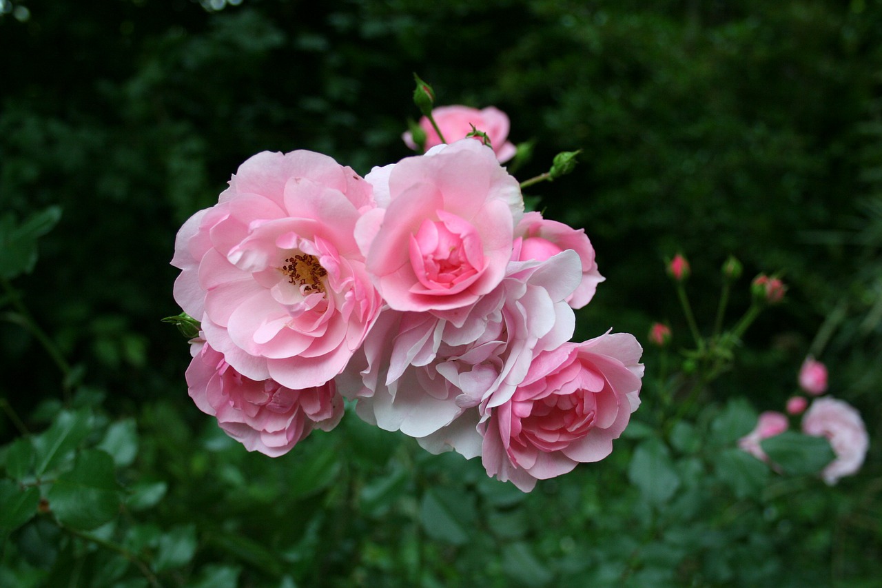 Rosa-de-color-rosado-y-blanco-creciendo-en-el-jardín