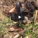 Valiente coneja se enfrenta a serpiente que atacaba a su cría Valiente coneja se enfrenta a serpiente que atacaba a su cría