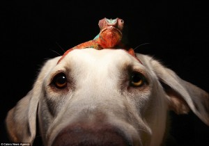 CONOCE A ESTA INVEROSIMIL PAREJA DE AMIGOS, KAMMER UN COLORIDO CAMALEÓN  Y WINSTON UN PERRO LABRADOR QUE SE HAN HECHO INSEPARABLES.