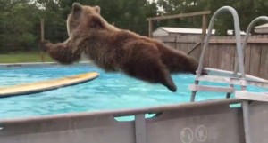 No te pierdas a este oso que se lanza a la piscina como si fuera humano