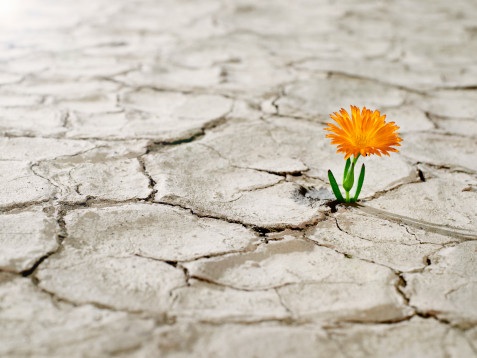 Flower coming out of cracked desert earth.