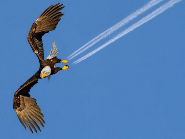 eagle-perfect-timing