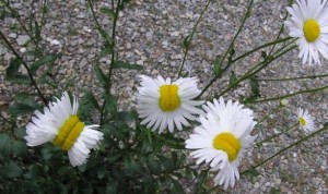 ¿Qué está pasando con las flores cerca a Fukushima?