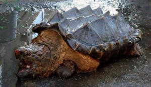 [Video] Asombro en Rusia por la aparición de una «tortuga dinosaurio» a orillas de un río