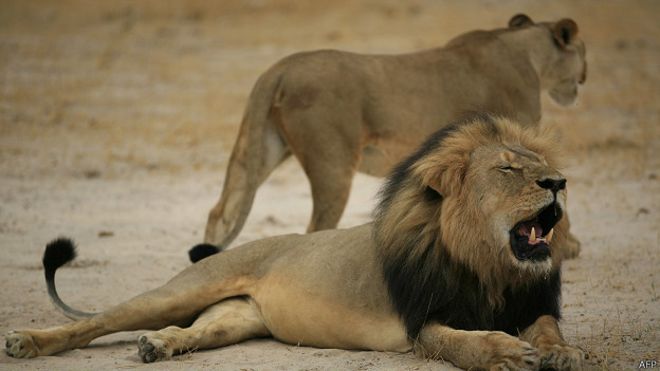 150728175529_zimbabwe_cecil_lion_624x351_afp