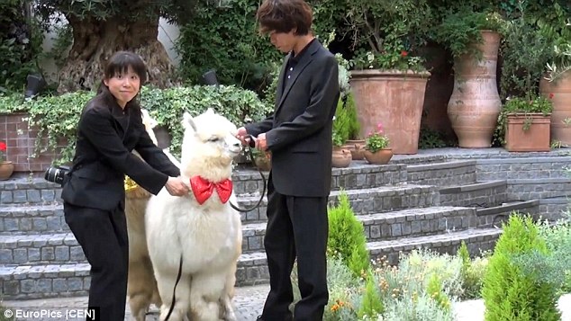 2A94CF9000000578-3163656-Bizarrely_the_placid_alpaca_does_not_even_hold_any_special_place-a-33_1437050824032