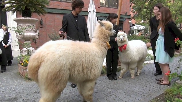 Pic shows: The zoo animal in the wedding. It is a weird wedding craze that could only happen in Japan  young couples are inviting Alpacas as witnesses to their nuptials. The big furry white animals can normally be found in zoos but a hotel is offering the services of a well behaved one  along  with a trainer -  to walk down the aisle. It probably would not be every brides cup of tea in Britain but in the Far East it is taking off as a popular wedding addition. Bizarrely, the  placid alpaca does not even hold any special place in Japanese society, it is not known as a symbol of peace and security in Japans native Shinto or Buddhist religions. The reason for its popularity is simply that it looks cute and children think they are adorable. The animal is certainly proving a hit at the Hotel Epinard Nasu in the  Tochigi Prefecture. Luckily, the hotel has an unlimited supply of the creatures as it has a zoo next door and a trainer takes control of the animal for the walk down the aisle and during the wedding pictures. The inclusion of the fluffy animal, which is washed and groomed before the nuptials, is being seen as a break away from the more formal, ritual heavy Shinto weddings. (ends)