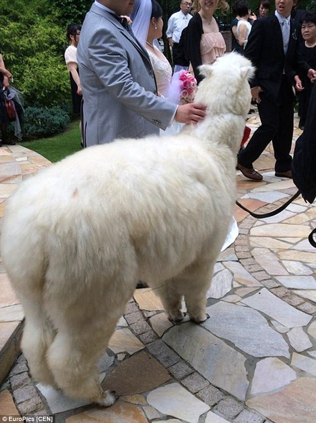 2A94CFCE00000578-3163656-The_idea_of_having_an_alpaca_at_your_wedding_may_seem_crazy_in_B-a-34_1437050830444
