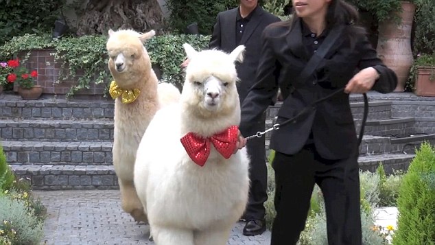 Pic shows: The zoo animals during the wedding. It is a weird wedding craze that could only happen in Japan  young couples are inviting Alpacas as witnesses to their nuptials. The big furry white animals can normally be found in zoos but a hotel is offering the services of a well behaved one  along  with a trainer -  to walk down the aisle. It probably would not be every brides cup of tea in Britain but in the Far East it is taking off as a popular wedding addition. Bizarrely, the  placid alpaca does not even hold any special place in Japanese society, it is not known as a symbol of peace and security in Japans native Shinto or Buddhist religions. The reason for its popularity is simply that it looks cute and children think they are adorable. The animal is certainly proving a hit at the Hotel Epinard Nasu in the  Tochigi Prefecture. Luckily, the hotel has an unlimited supply of the creatures as it has a zoo next door and a trainer takes control of the animal for the walk down the aisle and during the wedding pictures. The inclusion of the fluffy animal, which is washed and groomed before the nuptials, is being seen as a break away from the more formal, ritual heavy Shinto weddings. (ends)