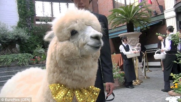 2A94CFDA00000578-3163656-This_alpaca_seems_in_a_happy_mood_as_he_gets_set_to_witness_a_we-a-23_1437050664312
