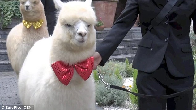 2A94CFE100000578-3163656-The_furry_animals_even_dress_up_for_the_occasion_and_are_led_by_-a-22_1437050658152