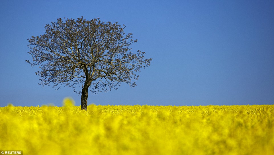 2A9E61C100000578-3165347-Seventh_A_tree_is_pictured_in_a_blooming_rapeseed_field_on_a_spr-a-1_1437145387367