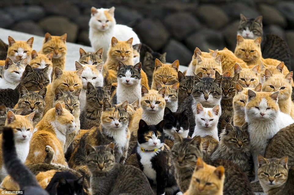 2A9E687F00000578-3165347-Third_Cats_crowd_the_harbour_on_Aoshima_Island_in_the_Ehime_pref-a-3_1437145387372
