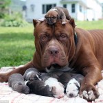 El mayor pitbull del mundo muestra su lado más tierno