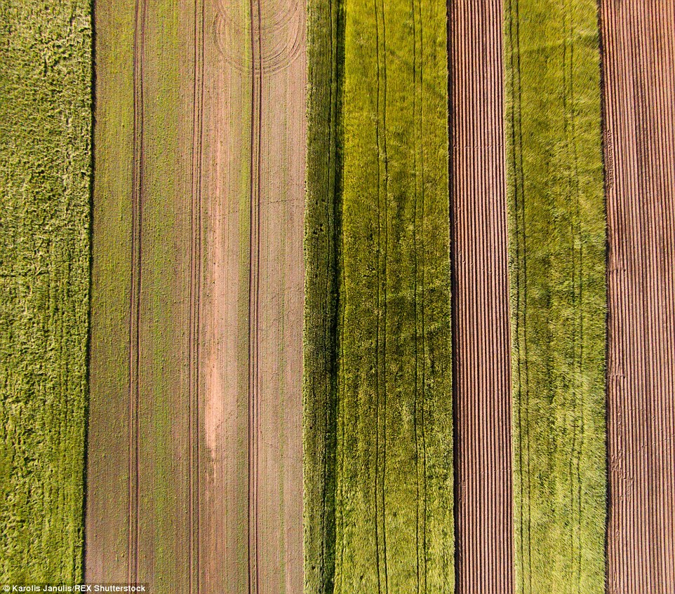 2ACC5B8A00000578-3173355-Colourful_fields_of_Lithuania_show_varying_shades_of_green_and_b-a-45_1437748383341