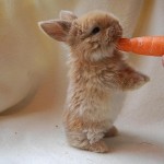 Descubre a estos animales adorables que son tan pequeños que caben en la palma de la mano