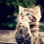 Diez gatitos a los que la vida les sonríe