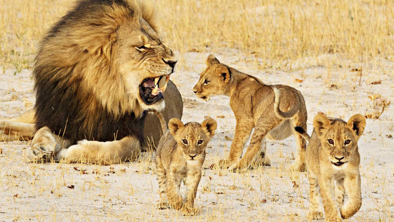 cecil-and-cubs