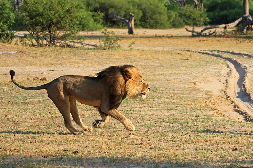 cecil-el-leon-asesinado-3