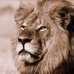 cecil-leon-cazado--644x362