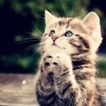 gatito-pensando-en-su-novia-y-muy-triste-