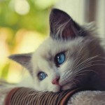 El horóscopo de los gatos.