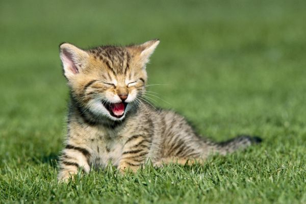 gatos sonriendo