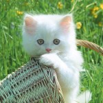 imagens-gatinhos