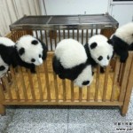 Esta guardería de pandas debe ser el lugar más adorable que haya existido
