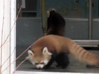 [Video] Tremendo susto que se lleva este bebé de oso panda rojo. Adorable