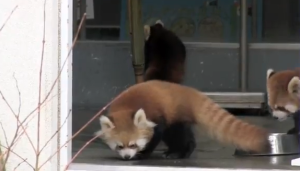 [Video] Tremendo susto que se lleva este bebé de oso panda rojo. Adorable