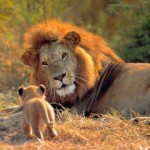 Tributo a Cecil, el rey león abatido