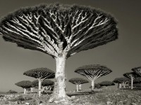 Una mujer dedica parte de su vida a fotografiar los árboles más viejos del mundo