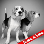 2B5F520B00000578-3196698-image-a-45_1439588654627 2B5F520B00000578-3196698-image-a-45_1439588654627