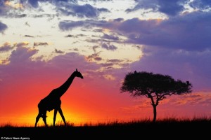 Espectaculares fotografías a contra luz de animales de todo el mundo.