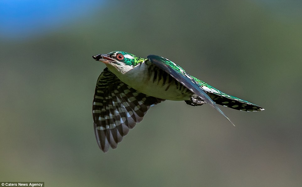 2BB2C4DC00000578-3212835-This_image_of_a_cuckoo_which_has_just_grabbed_an_insect_for_dinn-a-54_1440682195072