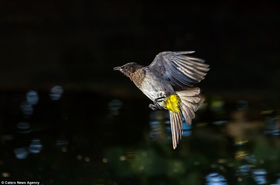 2BB2C54B00000578-3212835-Here_is_a_dark_capped_Bulbul_captured_mid_flight_with_its_feet_r-a-61_1440682195190 (2)